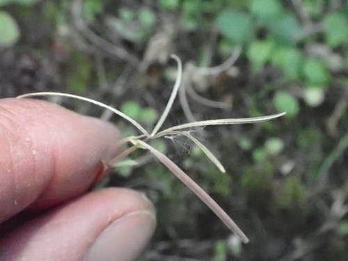 Epilobium (willowherbs) (alternate view 6)
