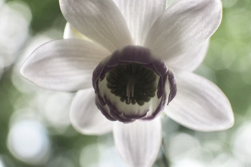 Anemonopsis macrophylla (False Anemone)