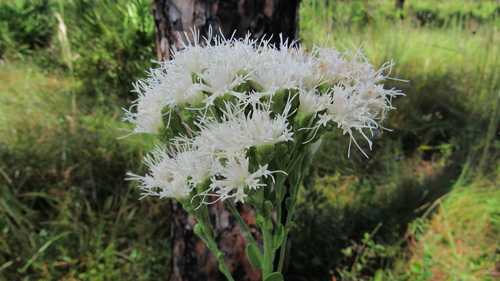 Carphephorus corymbosus (coastalplain chaffhead) (alternate view 10)