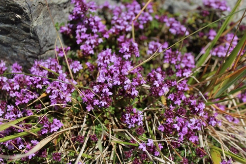 Thymus praecox (Mother of Thyme)