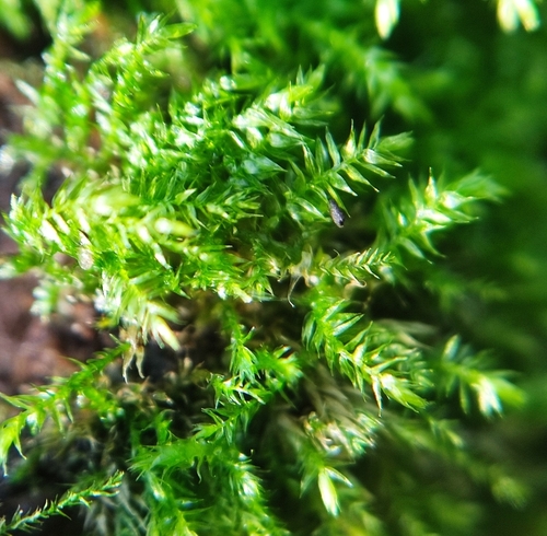 Rhynchostegium confertum (Clustered Feather-moss)