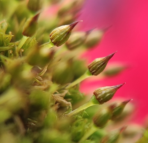 Orthotrichum pulchellum (Elegant Bristle-moss)