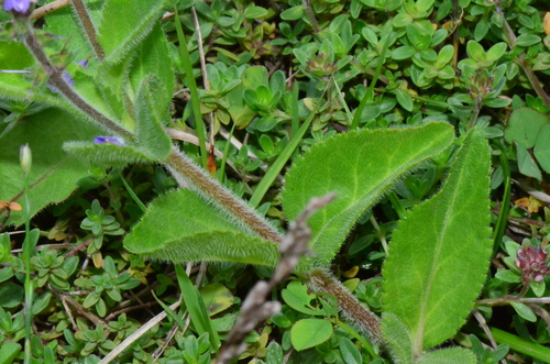 Veronica officinalis (heath speedwell)