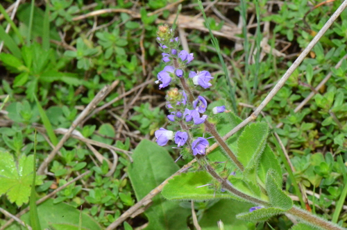 Veronica officinalis (heath speedwell)
