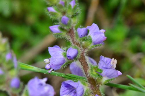 Veronica officinalis (heath speedwell)