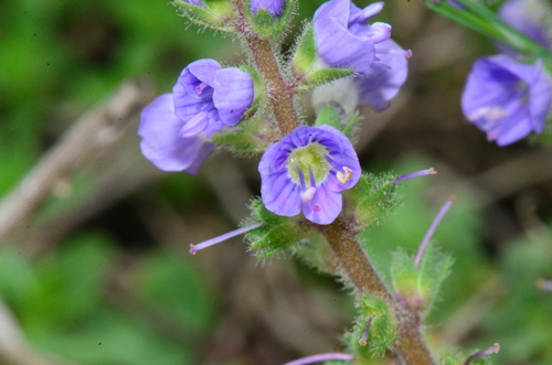 Veronica officinalis (heath speedwell)