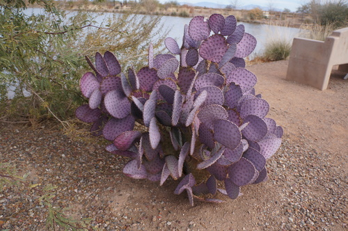 Opuntia santa-rita (Santa Rita Prickly Pear)