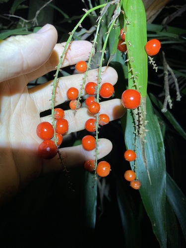 Cordyline rubra (red-fruited palm lily) (alternate view 3)