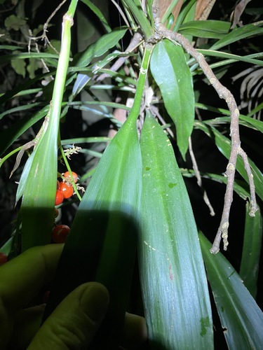Cordyline rubra (red-fruited palm lily) (alternate view 4)