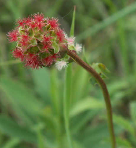 Sanguisorba minor (Salad Burnet)