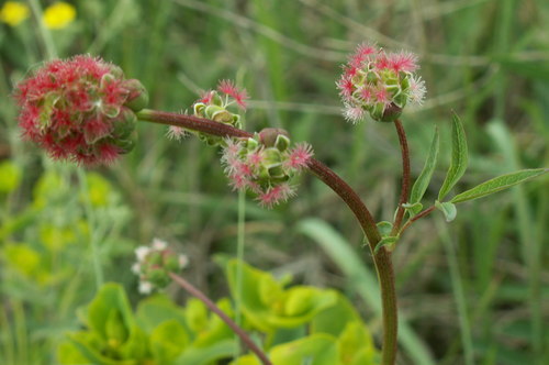 Sanguisorba minor (Salad Burnet)