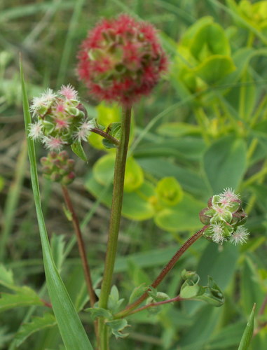 Sanguisorba minor (Salad Burnet)