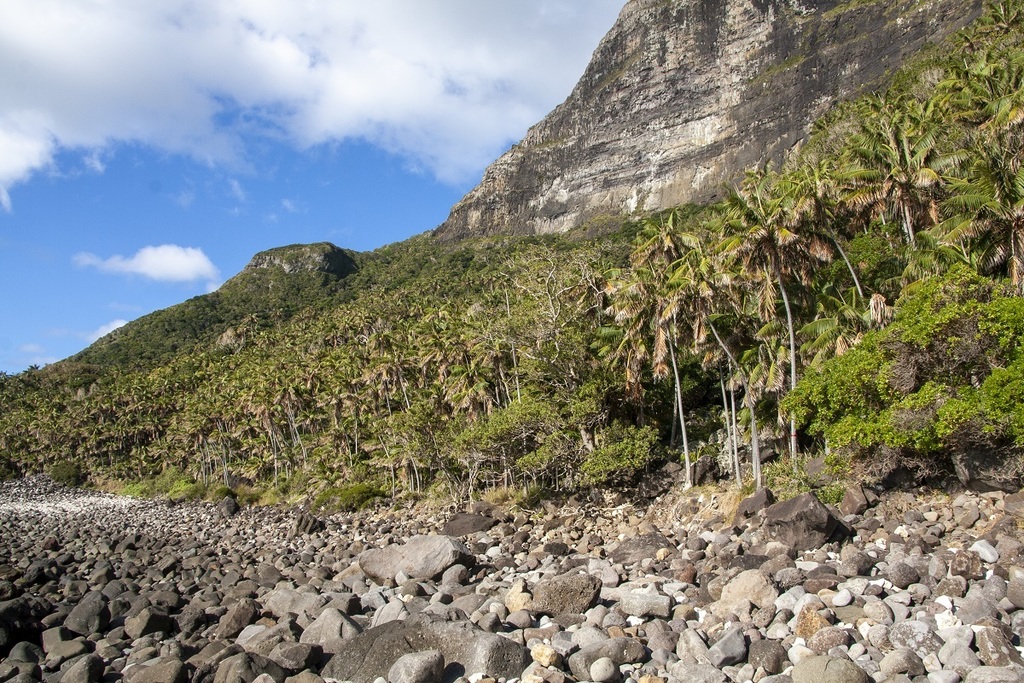 Howea forsteriana, Kentia palm — upright evergreen (Arecaceae) (image 9 of 10)