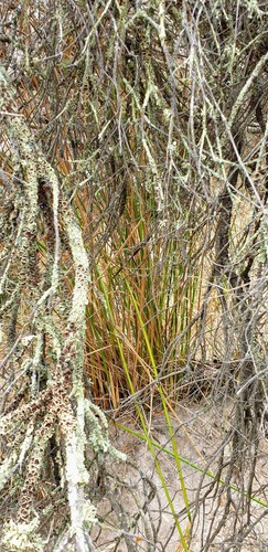 Juncus pallidus (Great Soft-rush) (alternate view 4)