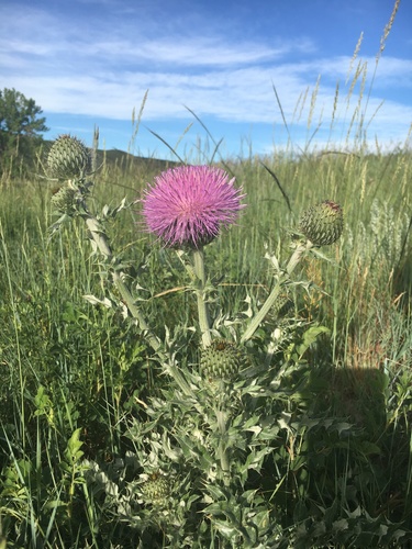 Cirsium undulatum (wavyleaf thistle) (alternate view 3)