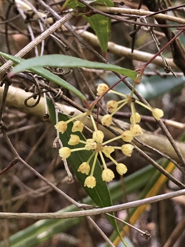 Smilax glyciphylla (Sweet Sarsaparilla) (alternate view 2)