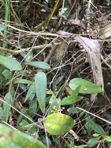 Smilax glyciphylla (Sweet Sarsaparilla) (alternate view 3)