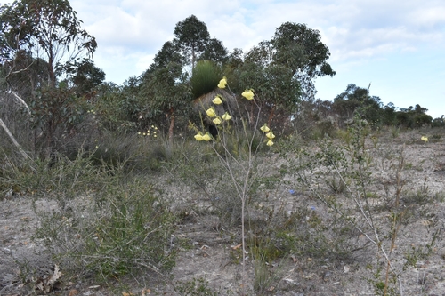 Pimelea (riceflowers) (alternate view 6)