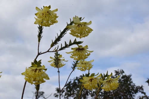 Pimelea (riceflowers) (alternate view 7)