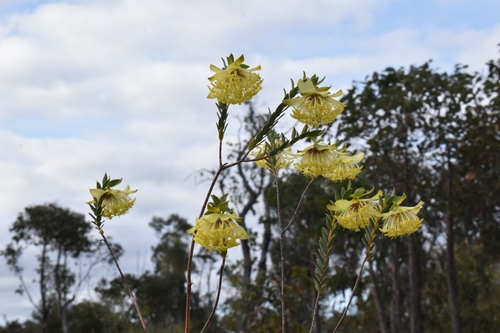 Pimelea (riceflowers) (alternate view 8)