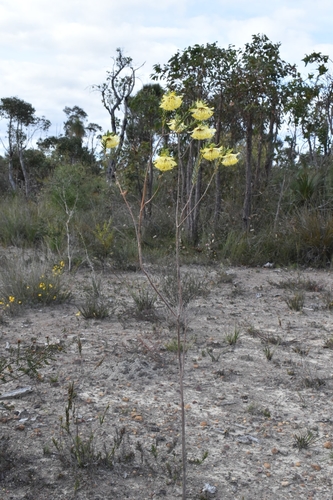 Pimelea (riceflowers) (alternate view 9)