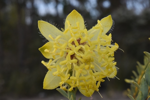 Pimelea (riceflowers) (alternate view 5)