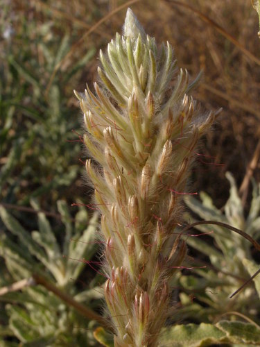 Ptilotus polystachyus (Prince of Wales Feather)