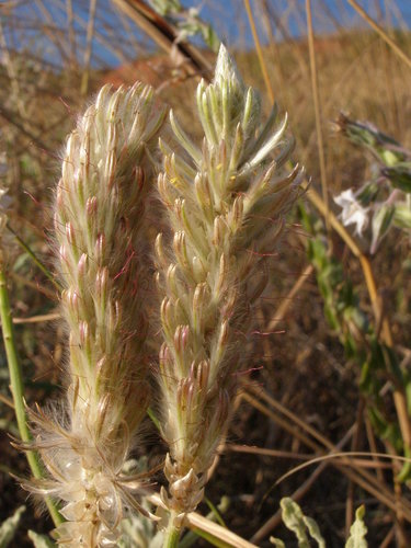 Ptilotus polystachyus (Prince of Wales Feather) (alternate view 2)