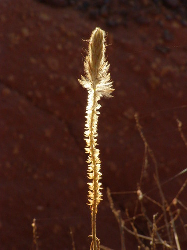 Ptilotus polystachyus (Prince of Wales Feather) (alternate view 3)