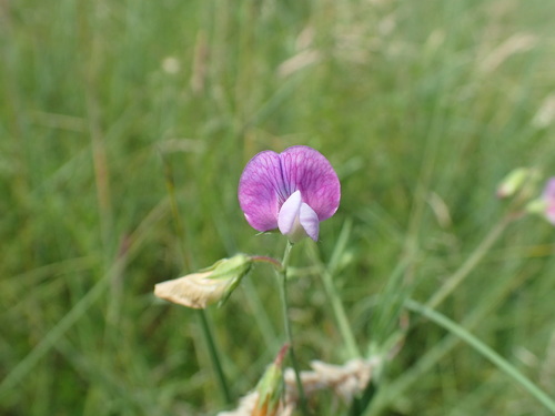 Lathyrus hirsutus (Hairy Vetchling) (alternate view 5)
