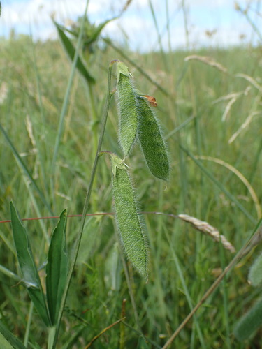 Lathyrus hirsutus (Hairy Vetchling) (alternate view 4)