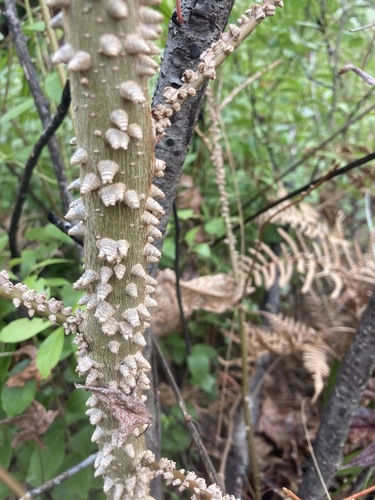 Zanthoxylum clava-herculis (Hercules' club)