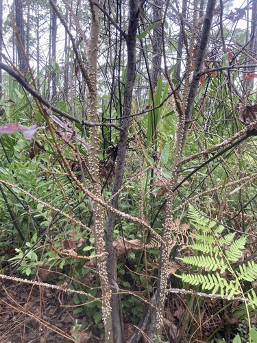 Zanthoxylum clava-herculis (Hercules' club) (alternate view 2)