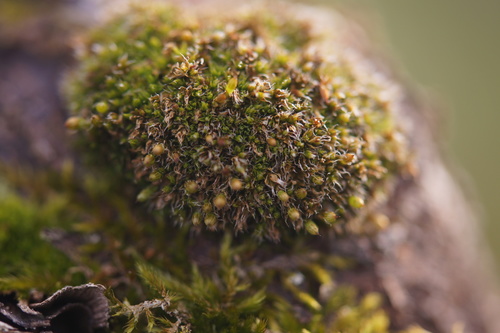 Orthotrichum diaphanum (White-tipped Bristle-moss)
