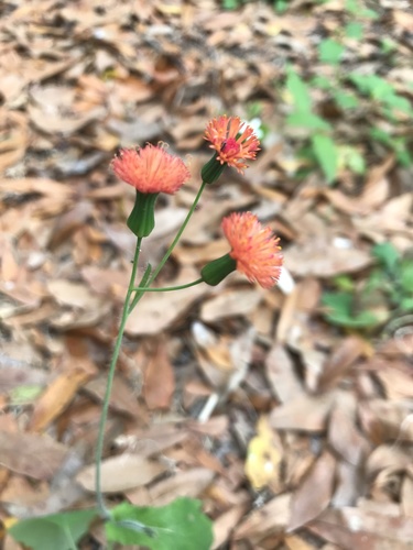 Emilia fosbergii (Red Tasselflower) (alternate view 3)