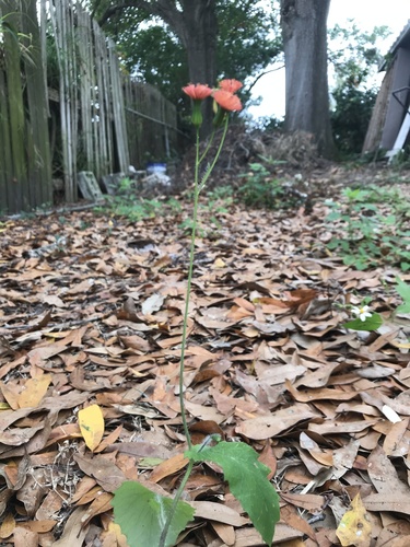 Emilia fosbergii (Red Tasselflower) (alternate view 4)