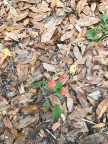 Emilia fosbergii (Red Tasselflower) (alternate view 5)