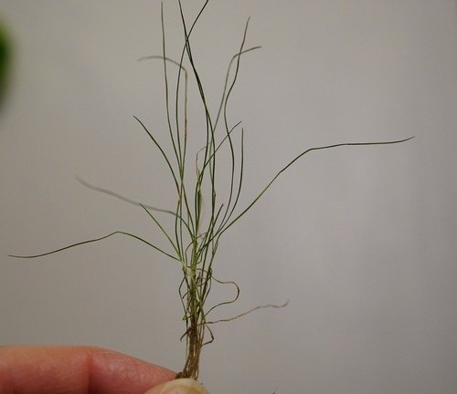 Festuca rubra (Red Fescue)