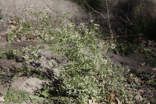 Parthenium hysterophorus (Santa Maria feverfew)