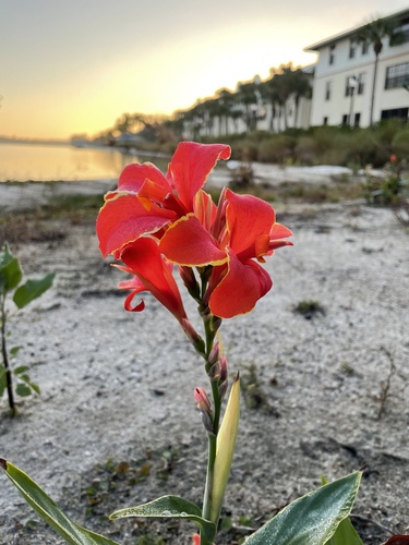 Canna × hybrida (Garden Canna)