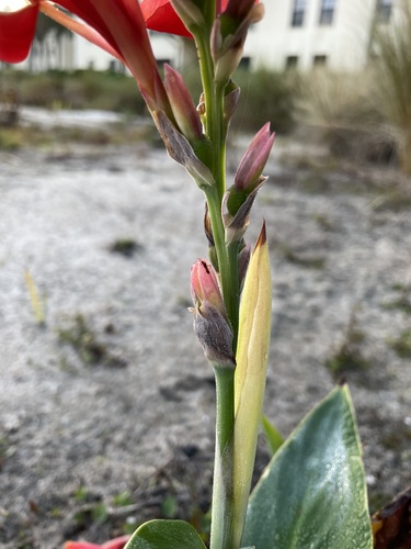 Canna × hybrida (Garden Canna) (alternate view 2)