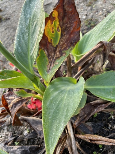 Canna × hybrida (Garden Canna) (alternate view 3)