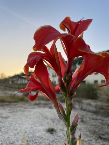Canna × hybrida (Garden Canna) (alternate view 4)