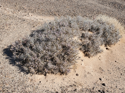Cylindropuntia ramosissima (Branched Pencil Cholla) (alternate view 4)