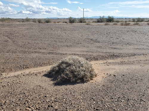 Cylindropuntia ramosissima (Branched Pencil Cholla) (alternate view 5)