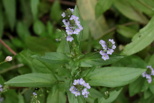Veronica anagallis-aquatica (blue water-speedwell)