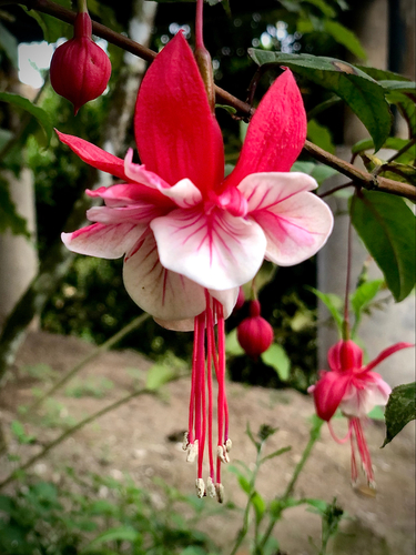 Fuchsia x hybrida (Fuchsia) (alternate view 5)