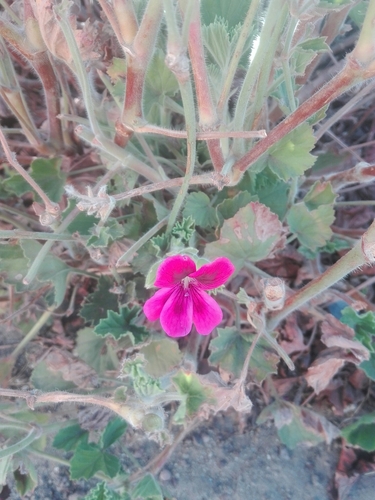 Pelargonium × domesticum (regal pelargonium) (alternate view 5)