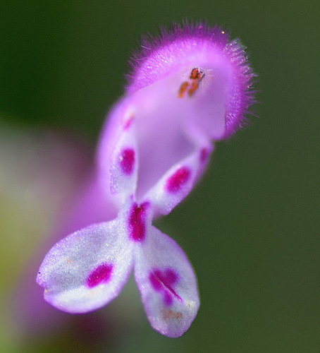 Lamium amplexicaule (henbit deadnettle)