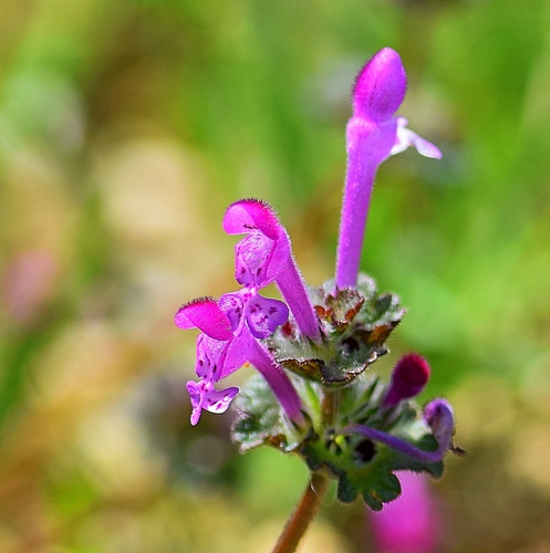 Lamium amplexicaule (henbit deadnettle)